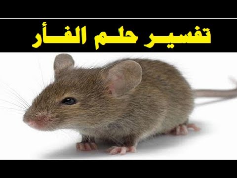 تفسير رؤية الفار في الحلم - للفار و الفارة فى المنام معانى مختلفه 3101 2