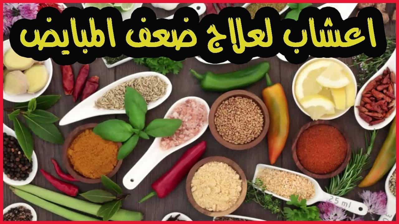 اعشاب تساعد على نزول البويضة - تحسين التبويض دون التدخل العلاجى 3236 4