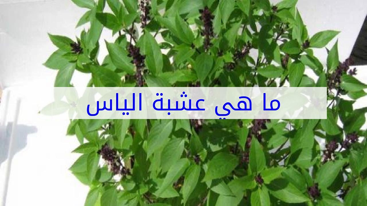 ماهي عشبة الاس - للدرجه دى عشبه الاس مفيدة معقول 2572 2