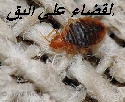 ما هو المبيد الذي يقضي على البق , ازاي اتخلص من حشرة البق