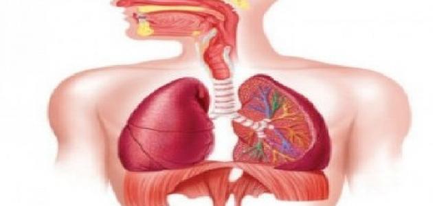 اعراض التهاب القصبات الهوائية - امراض التهابات الصدر 401