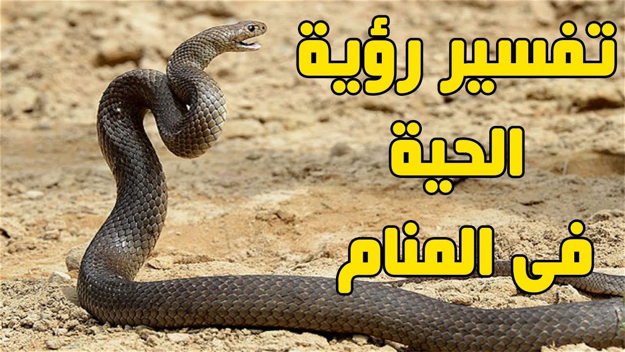 الحيه في المنام , ظهور الحية فى المنام وما رسالتها