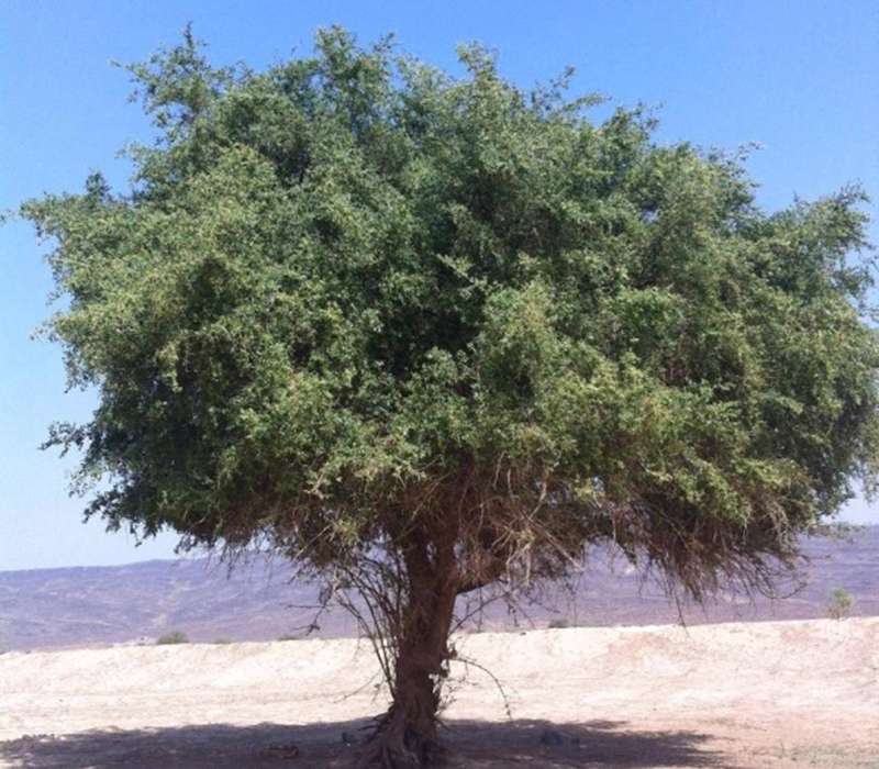 شكل شجرة السدر , تعرف على احد اشجار الجنه وفوائدها