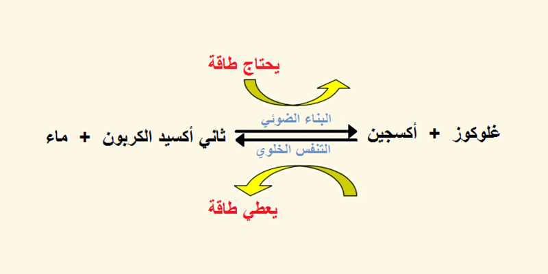 التنفس عند النبات - عمليات التمثيل الغذائي والضوئي 3464