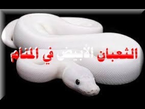 حلمت ثعبان ابيض , الثعبان الابيض في المنام