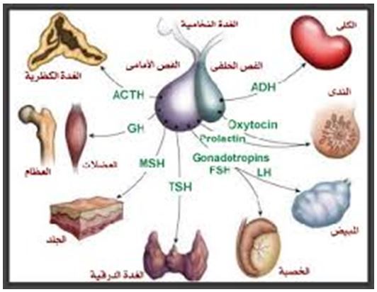 الغدة النخامية وعلاجها , التخلص من ورم المخ