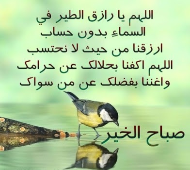 صباح الخير ورود- اجمل صور- 9273 2