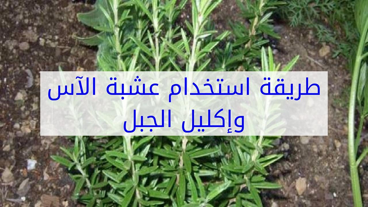 ماهي عشبة الاس - للدرجه دى عشبه الاس مفيدة معقول 2572 1