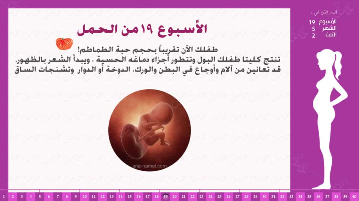 الاسبوع 19 من الحمل , مراحل جديدة فى حملك تعرفى عليها