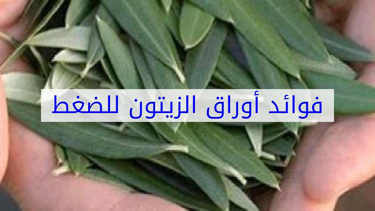 فوائد اوراق الزيتون , الزيتون واوراقه وكيف يفيد الانسان