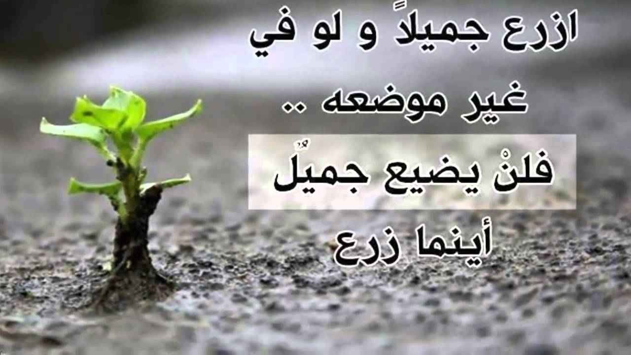 عبارات فيها حكمة , عبارة لحكمه تساوى الحياة