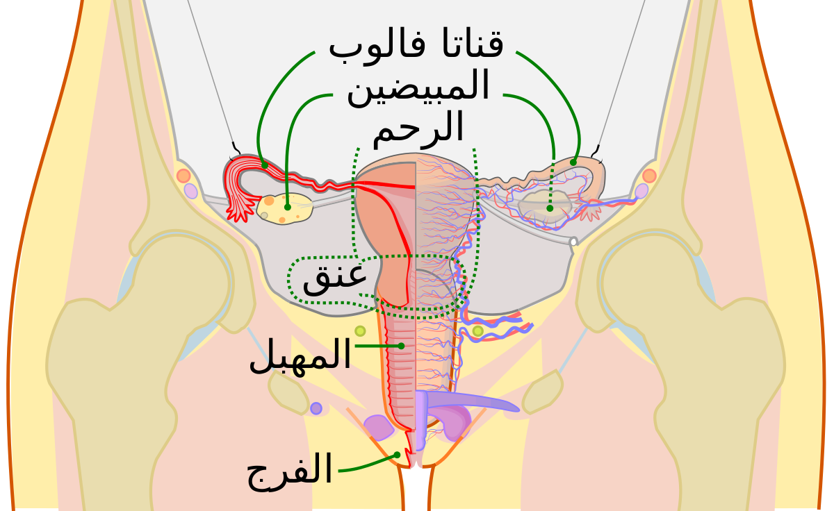 اسباب النزيف المهبل - الطبيعي منها والمرضى 3296