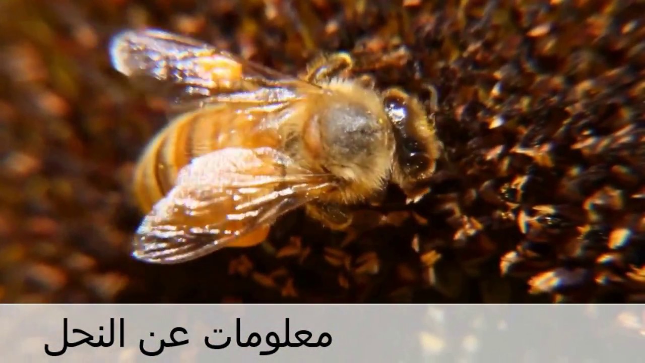 معلومات عن النحلة للاطفال